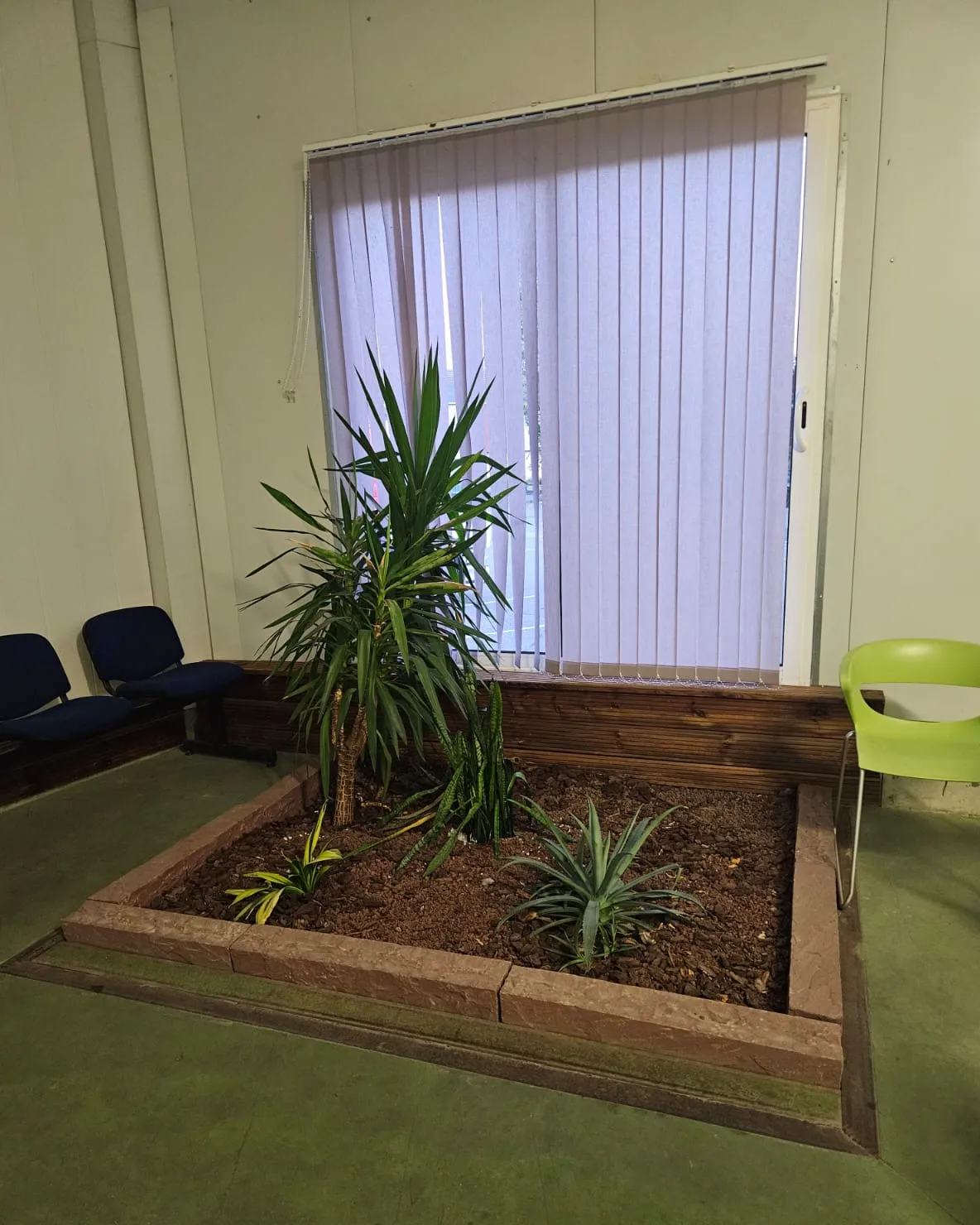 La jardinière plantée au centre du hall d’accueil, devant la fenêtre.